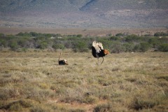 Lady Bush Pilot - African Tour - Flap 4