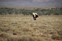Lady Bush Pilot - African Tour - Flap 4
