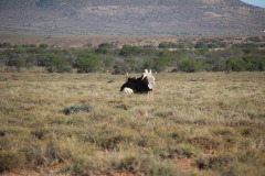 Lady Bush Pilot - African Tour - Flap 4