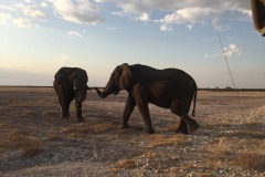 Lady Bush Pilot - African Tour - Flap 4