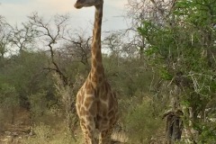 Lady Bush Pilot - African Tour - Flap 4