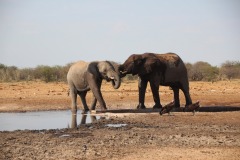 Lady Bush Pilot - African Tour - Flap 4