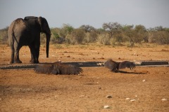 Lady Bush Pilot - African Tour - Flap 4