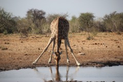 Lady Bush Pilot - African Tour - Flap 4