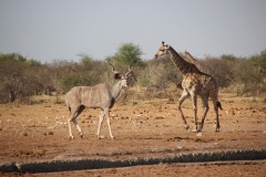 Lady Bush Pilot - African Tour - Flap 4