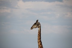 Lady Bush Pilot - African Tour - Flap 4