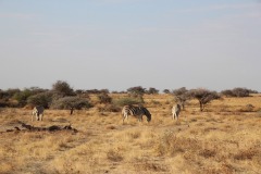 Lady Bush Pilot - African Tour - Flap 4