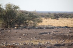 Lady Bush Pilot - African Tour - Flap 4