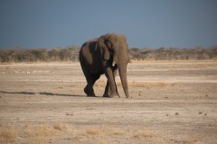 Lady Bush Pilot - African Tour - Flap 4