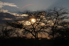 Lady Bush Pilot - African Tour - Flap 4