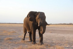 Lady Bush Pilot - African Tour - Flap 4
