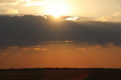 Lady Bush Pilot - African Tour - Flap 4