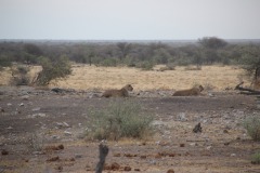Lady Bush Pilot - African Tour - Flap 4