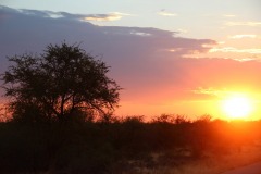 Lady Bush Pilot - African Tour - Flap 4