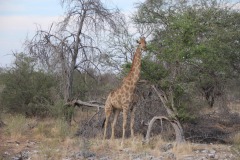 Lady Bush Pilot - African Tour - Flap 4