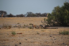 Lady Bush Pilot - African Tour - Flap 4