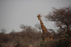 Lady Bush Pilot - African Tour - Flap 4