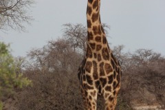 Lady Bush Pilot - African Tour - Flap 4