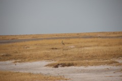 Flap4_17_064