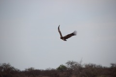 Flap4_17_088