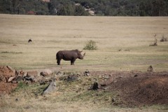 Lady Bush Pilot - African Tour - Flap 4