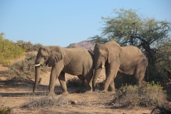 Lady Bush Pilot - African Tour - Flap 4