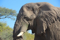 Lady Bush Pilot - African Tour - Flap 4