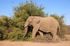 Lady Bush Pilot - African Tour - Flap 4