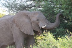 Lady Bush Pilot - African Tour - Flap 4