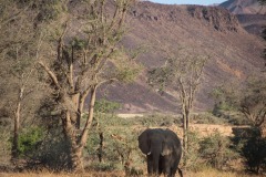 Lady Bush Pilot - African Tour - Flap 4