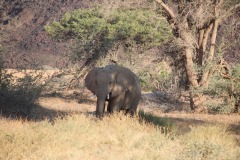 Lady Bush Pilot - African Tour - Flap 4