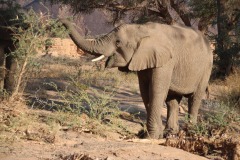 Lady Bush Pilot - African Tour - Flap 4