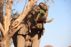 Lady Bush Pilot - African Tour - Flap 4