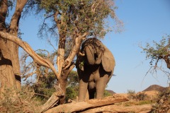 Lady Bush Pilot - African Tour - Flap 4