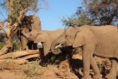 Lady Bush Pilot - African Tour - Flap 4