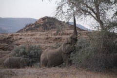Lady Bush Pilot - African Tour - Flap 4