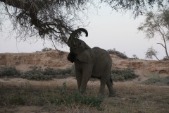 Lady Bush Pilot - African Tour - Flap 4
