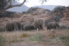 Lady Bush Pilot - African Tour - Flap 4