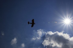 081_FullFlaps